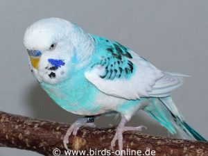 Weiß, blau, gescheckt - die Färbung dieses Wellensittichs hat kaum mehr etwas mit der Wildfarbe dieser Vogelart zu tun.