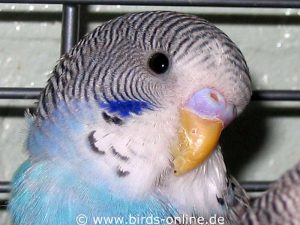 Young male budgie who is not yet sexually mature.