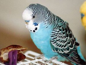 Kiki, a male budgie, was over 17 years old when he died.