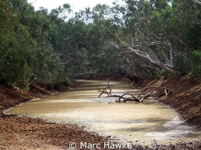Der Darling River in Australien liegt im Lebensraum der Wellensittiche.