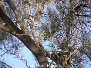 Budgies in the branches on the banks of Darling River.