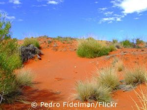 Australische Landschaft mit Wildgräsern, deren Samen auf dem Speisezettel der wilden Wellensittiche stehen.