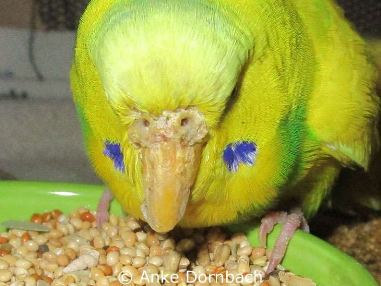 Male budgie suffering from scaly face mites on 03/01/2019. Birds Online