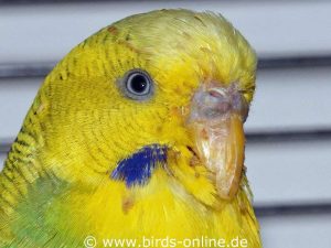 The same male budgie after successful treatment on 04/15/2019.