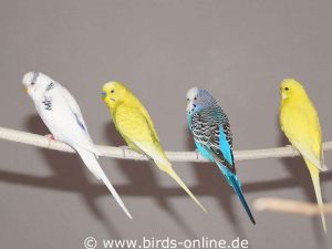 Four budgies in different colors.