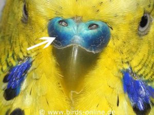 The skin covering the nose of a budgie is called cere.