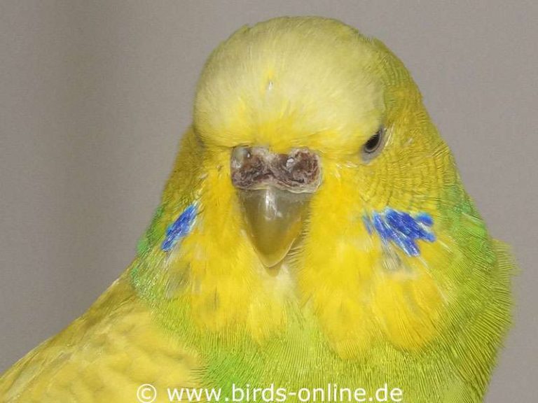Geschlechtsbestimmung Bei Wellensittichen Birds Online geschlechtsbestimmung-bei-wellensittichen-birds-online