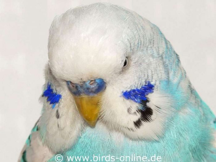 Adult and sexually mature male budgie.