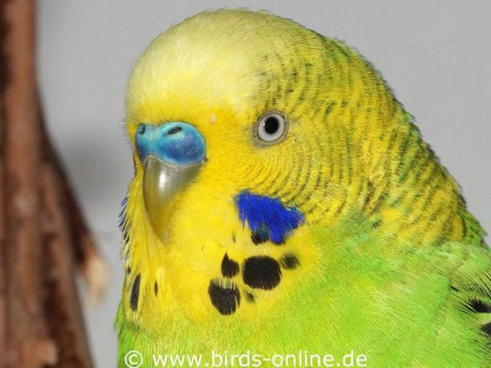 Adult and sexually mature male budgie.