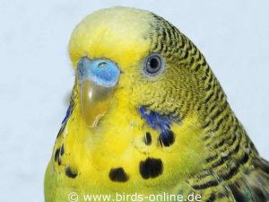 Adult and sexually mature male budgie before the hormone disorder started.