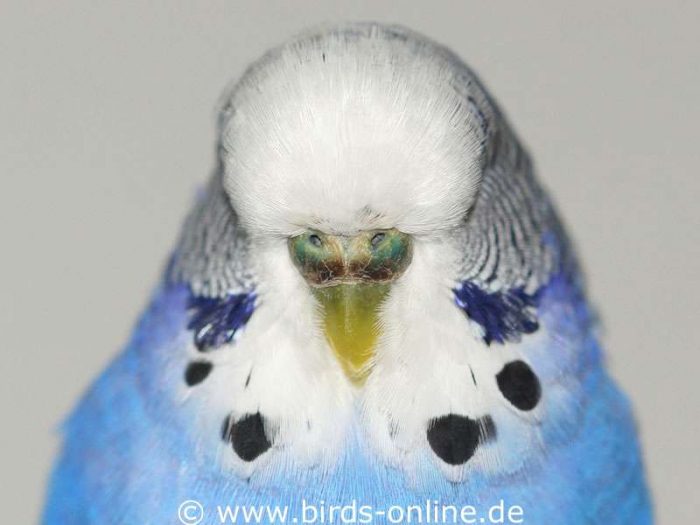 Adult and sexually mature male budgie with a hormone disorder.