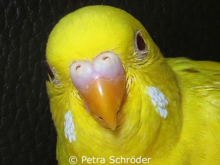 Young (adolescent) male budgie who is not yet sexually mature.