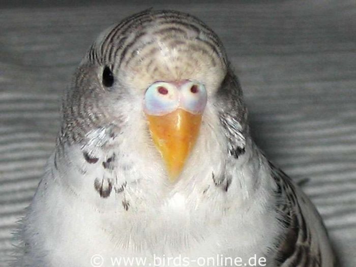 Young (adolescent) female budgie who is not yet sexually mature.