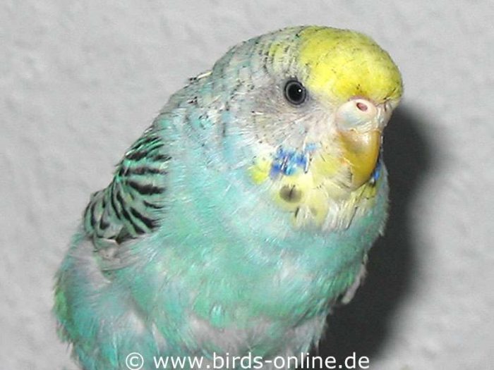 Young female budgie just becoming sexually mature.