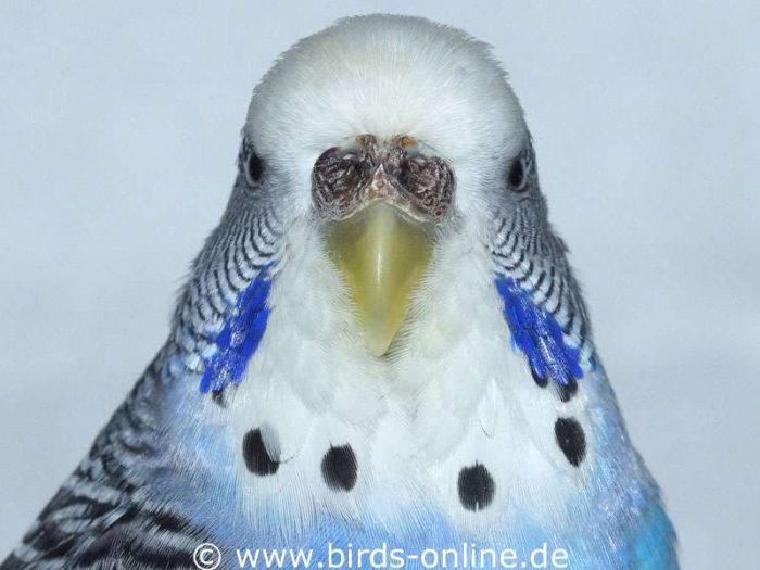Adult and sexually mature female budgie in breeding condition.