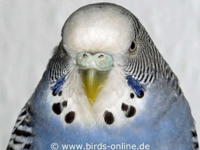 Adult and sexually mature female budgie not in breeding condition.
