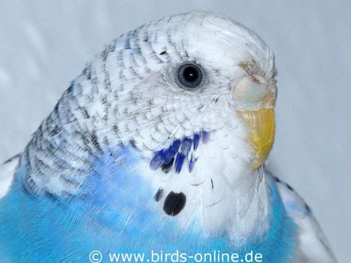 Adult and sexually mature female budgie just getting into breeding condition.