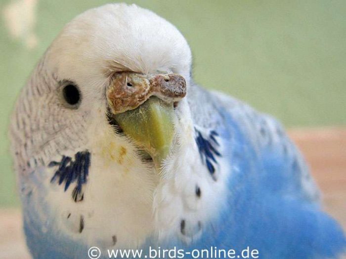 Adult and sexually mature female budgie in breeding condition with hyperceratosis.
