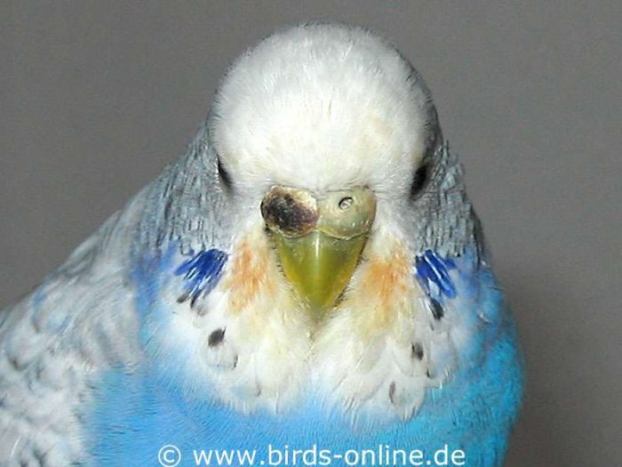 Adult and sexually mature female budgie changing from breeding contidion to hormonal less active phase (in good health).