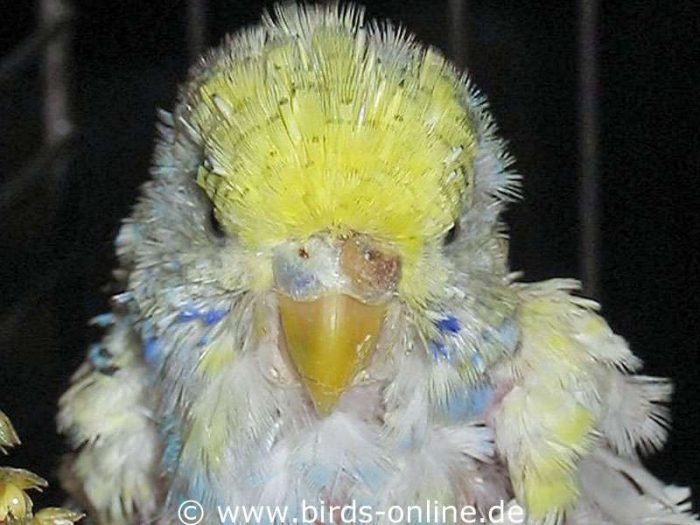 Adult and sexually mature female budgie changing from breeding contidion to hormonal less active phase (due to a disease).