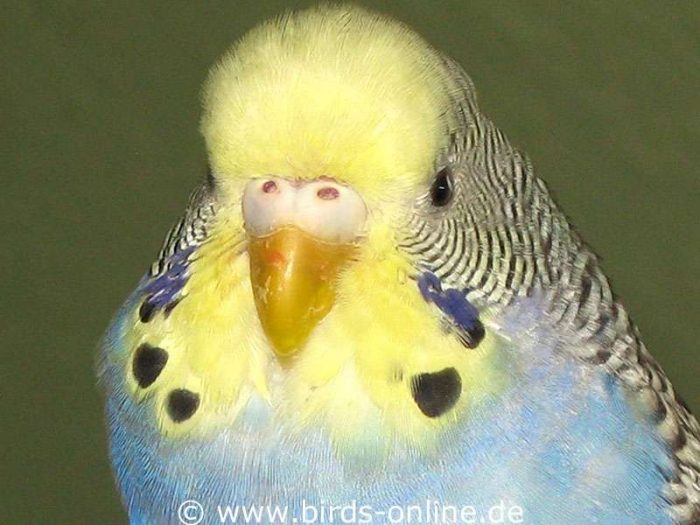 Adult and sexually mature female budgie not in breeding condition.