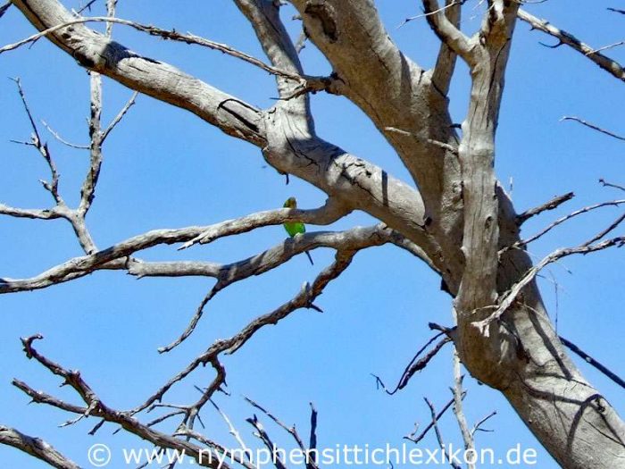 Wilder Wellensittich in Australien