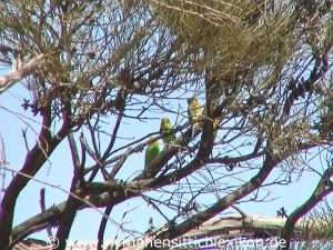 Budgies resting in the shade.