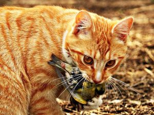 Wer Katzen und Vögel gemeinsam hält, muss damit rechnen, dass der Vierbeiner irgendwann einen der Vögel töten könnte. © rihaij/Pixabay