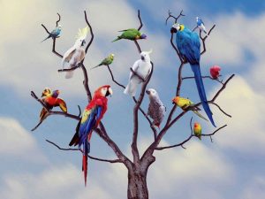 Welche Papageienarten kann man mit Wellensittichen vergesellschaften? © Angeleses/Pixabay