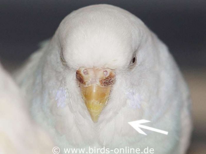 Bei einigen Farbschlägen haben die Vögel sowohl als Jungtiere als auch im Erwachsenenalter keine Kehltupfen; hier ist ein erwachsenes Weibchen eines solchen Farbschlages zu sehen.