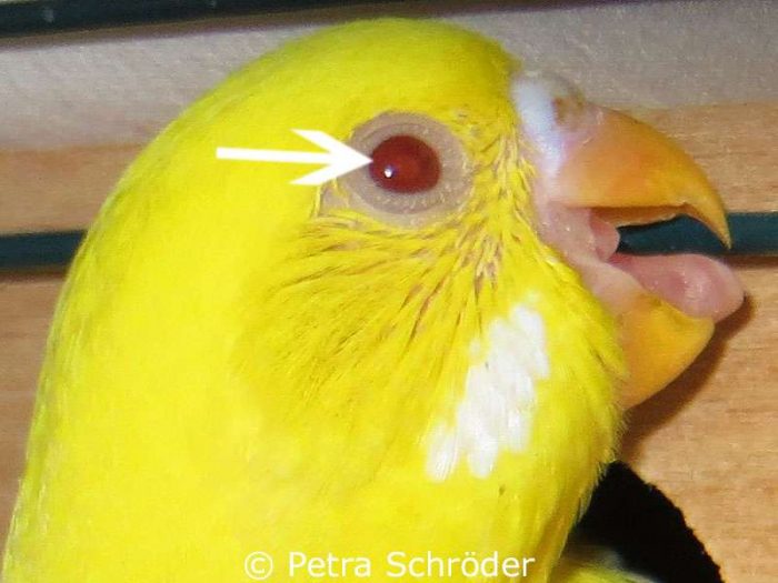 Bei jungen Ino-Vögeln wie diesem Lutino sind die Pupille und der Irisring (siehe Pfeil) rot.