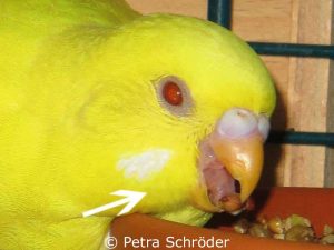 Bei manchen Farbschlägen, darunter der hier gezeigte Lutino, haben die Vögel weder als Jungtiere noch im Erwachsenenalter Kehltupfen.