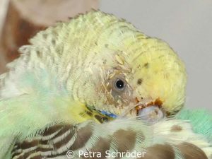 An der Nase klebt eitriges Sekret, die Nebenhöhle unter dem Auge ist geschwollen und der Vogel ist schläfrig - das Tier leidet an einer Nasennebenhöhlenentzündung.