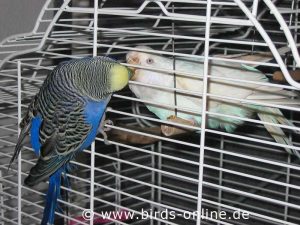 Wird der Quarantänekäfig im selben Raum aufgestellt, können die Vögel durch das Gitter Kontakt zu einander aufnehmen - eine Ansteckung ist dann möglich.