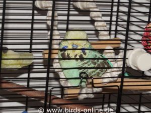 New birds and found ones should be kept in quarantine for some time to avoid the possible spread of the diseases to other birds.