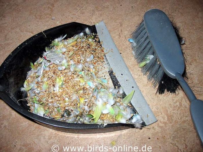 Täglich sollten Futterspelzen und Federn im Freiflugzimmer und rund um den Vogelkäfig entfernt werden.