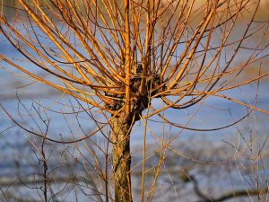 Weiden sind gute Lieferanten für Zweige, stehen aber auch unter Schutz und dürfen deshalb insbesondere in Naturschutzgebieten nicht beschnitten werden. © MalbelAmber/Pixabay