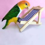 Vacation - what to do with your birds?