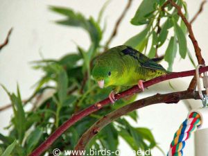 Grüner Vogel vor dichtem Grün - nicht nur Katharinasittiche mögen frische Zweige mit Ästen sehr gern.