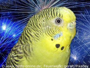 Silvester ist für viele Vögel wegen des Lärms und der Lichtblitze sehr nervenaufreibend.