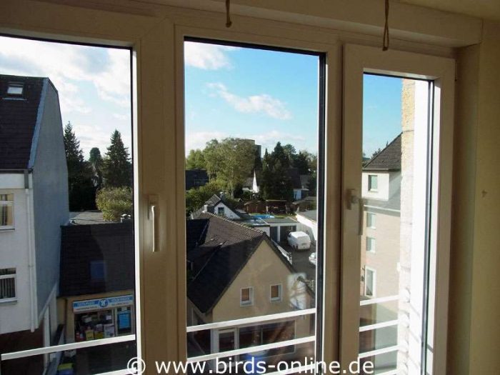 Die drei Fenster vorher ohne Anflugschutz.