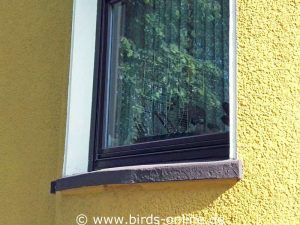 Hier ist ein Vogelkäfig auf einer Fensterbank in einem Sims zwischen Glasscheibe und Gardine platziert - für die Vögel wirkt so etwas sehr eng und ist wahrscheinlich unangenehm.