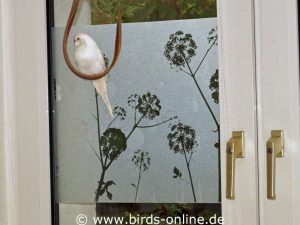Statisch haftende Fensterfolie hilft Vögeln dabei, Fensterscheiben als Hindernisse wahrzunehmen.