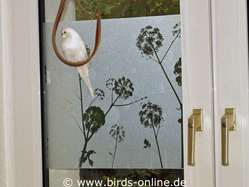 Fenster verdunkeln - Birds Online