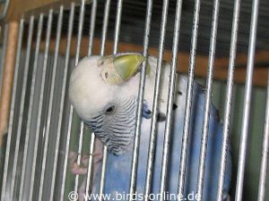 Der Gitterabstand dieses Käfigs ist zwar an sich passend, aber da eine Stange fehlt, kann der Vogel seine Kopf hindurchstecken - das bedeutet Verletzungsgefahr.