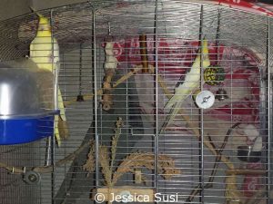 Für die Nymphensittiche ist dieser Käfig viel zu klein - aber immerhin wurden den Tieren Naturäste als Sitzstangen angeboten.