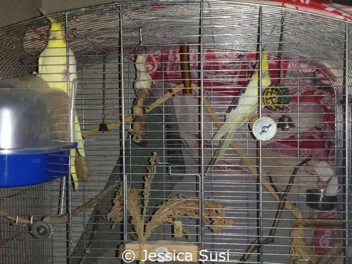 Für die Nymphensittiche ist dieser Käfig viel zu klein – aber immerhin wurden den Tieren Naturäste als Sitzstangen angeboten.