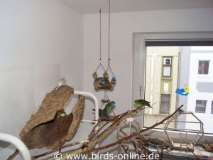Blick in ein Vogelzimmer mit vielen Sitz- und Klettermöglichkeiten für die gefiederten Bewohner.