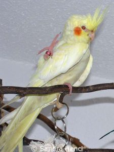 Nymphensittichweibchen Haraldine ist an einem Gelbsticker kleben geblieben; das Foto zeigt sie jedoch ohne verklebtes Gefieder.