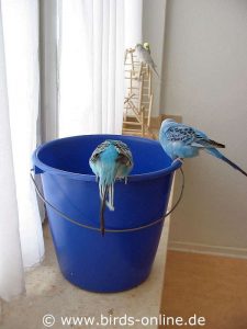 Der Putzeimer ist zu verlockend für die beiden Vögel - sie könnten hineinstürzen und im Putzwasser ertrinken.